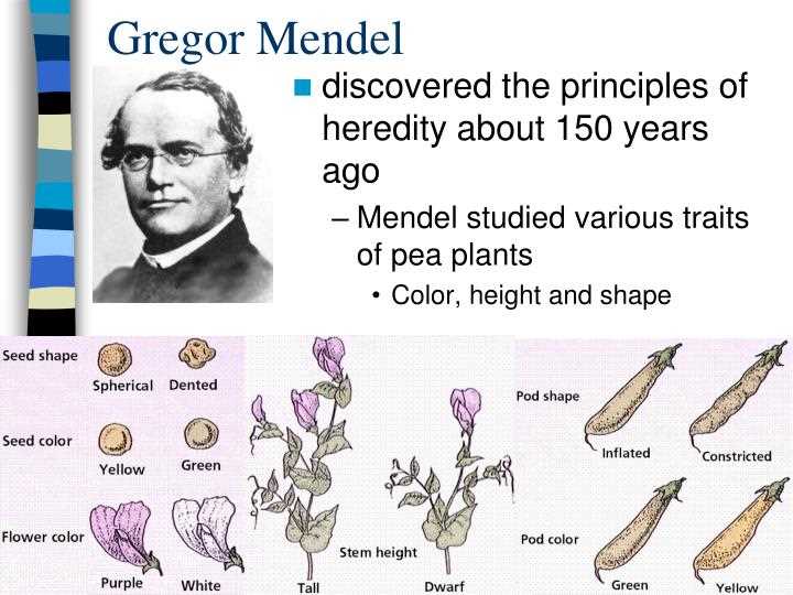 Gregor Mendel's Experiments