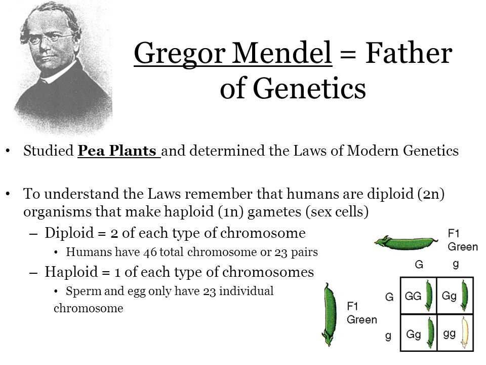 What is the work of Gregor Mendel?