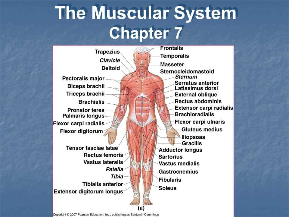 The Muscular System Haspi Answer Key