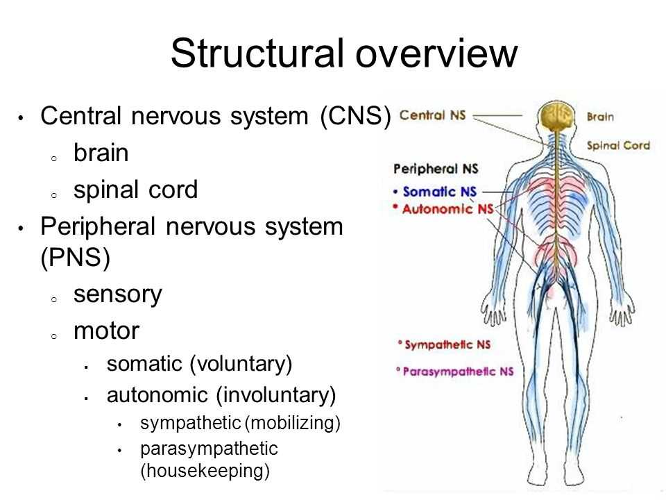 The Structure and Function of the Nervous System