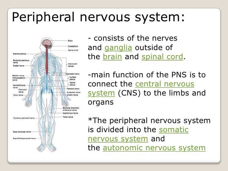Nervous System Exam Questions