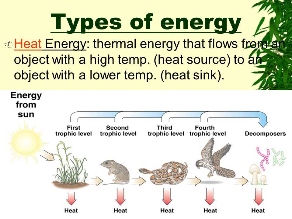 4.2 energy flow in ecosystems answer key
