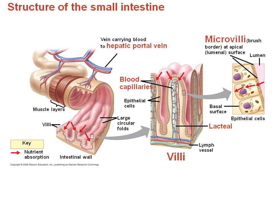 An Overview of the Small Intestine