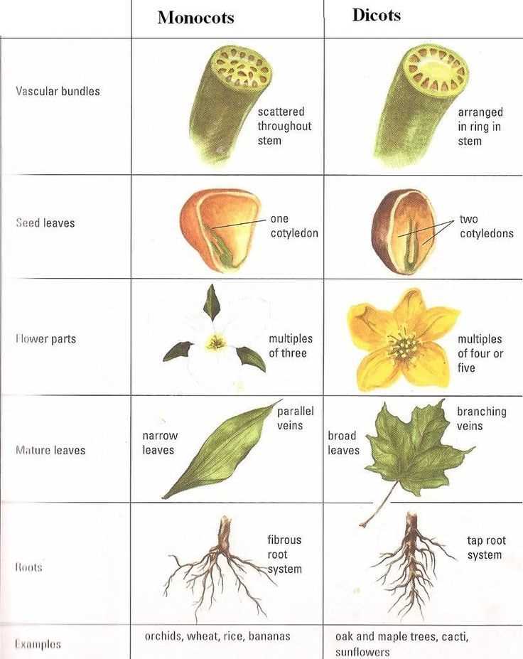 Comparing monocots and dicots worksheet answers