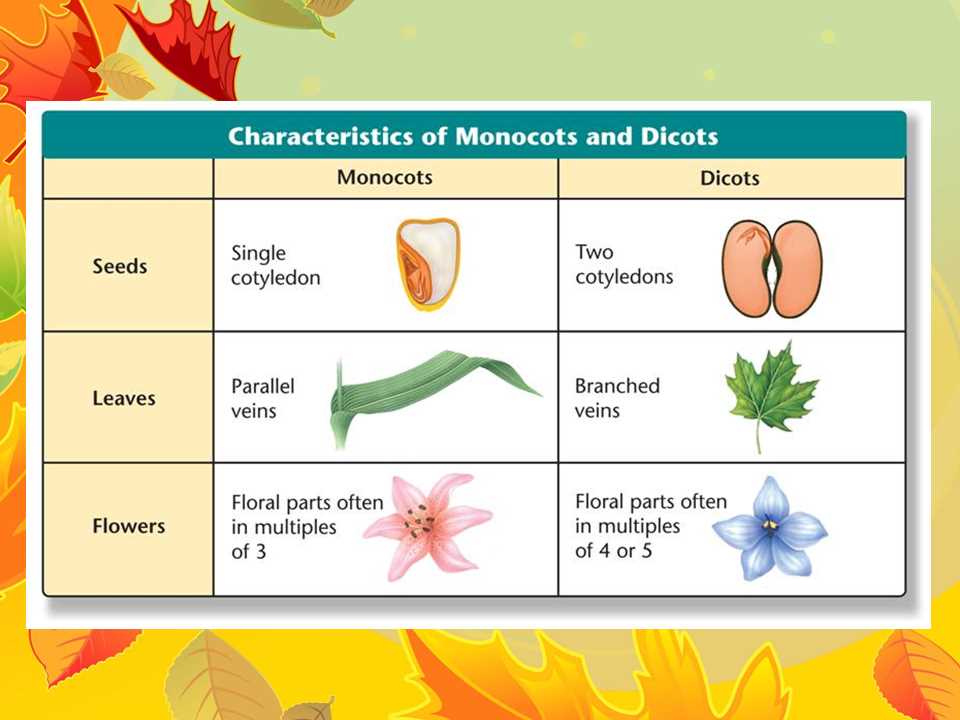3. How are the floral structures of monocots different from dicots?