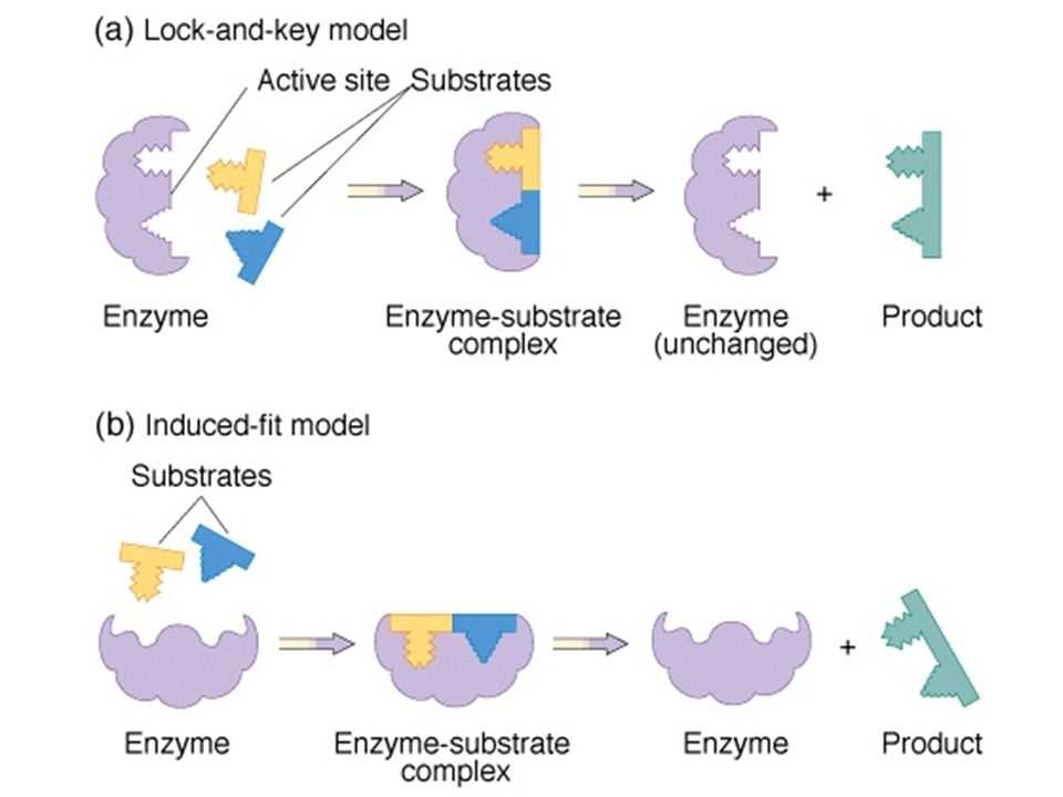 Enzyme Activity and Regulation