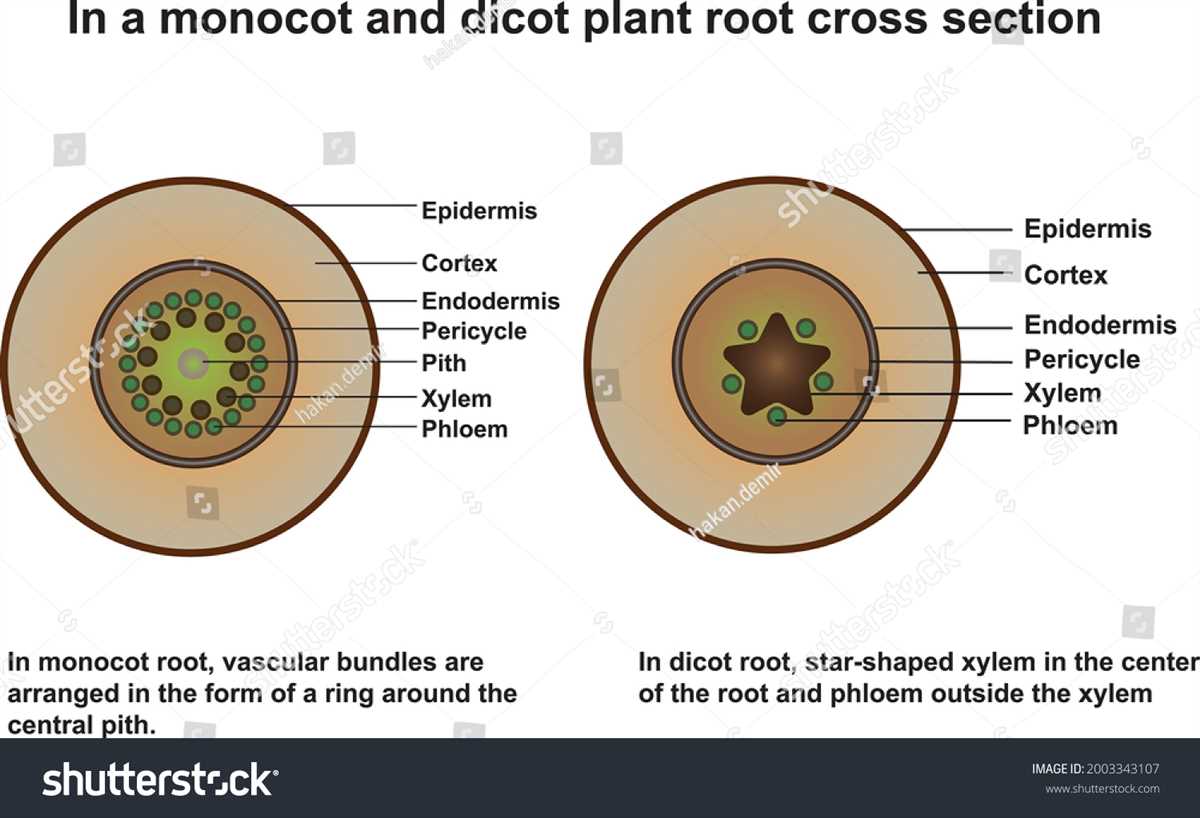 Practical Application: Applying the Knowledge of Monocots and Dicots