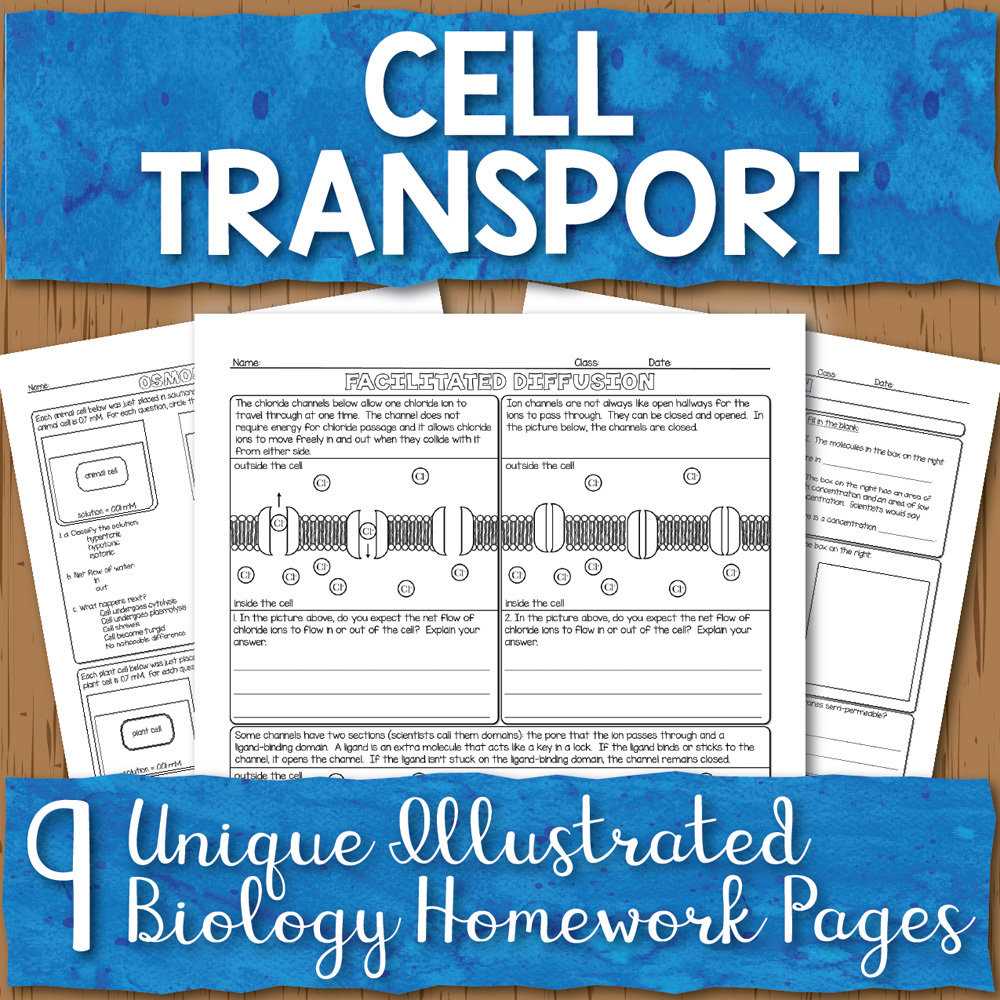 Passive Cell Transport