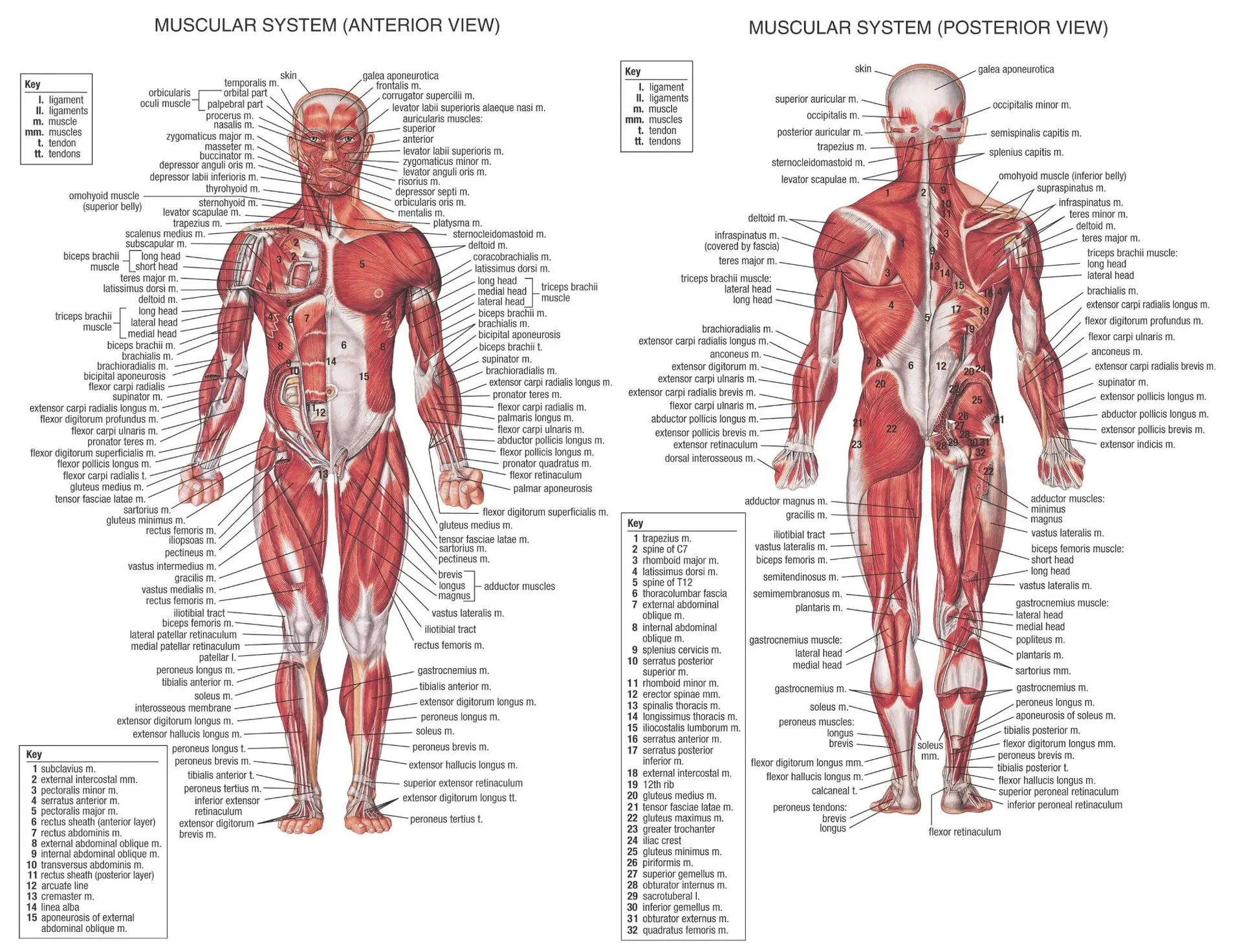 Common Muscular System Disorders