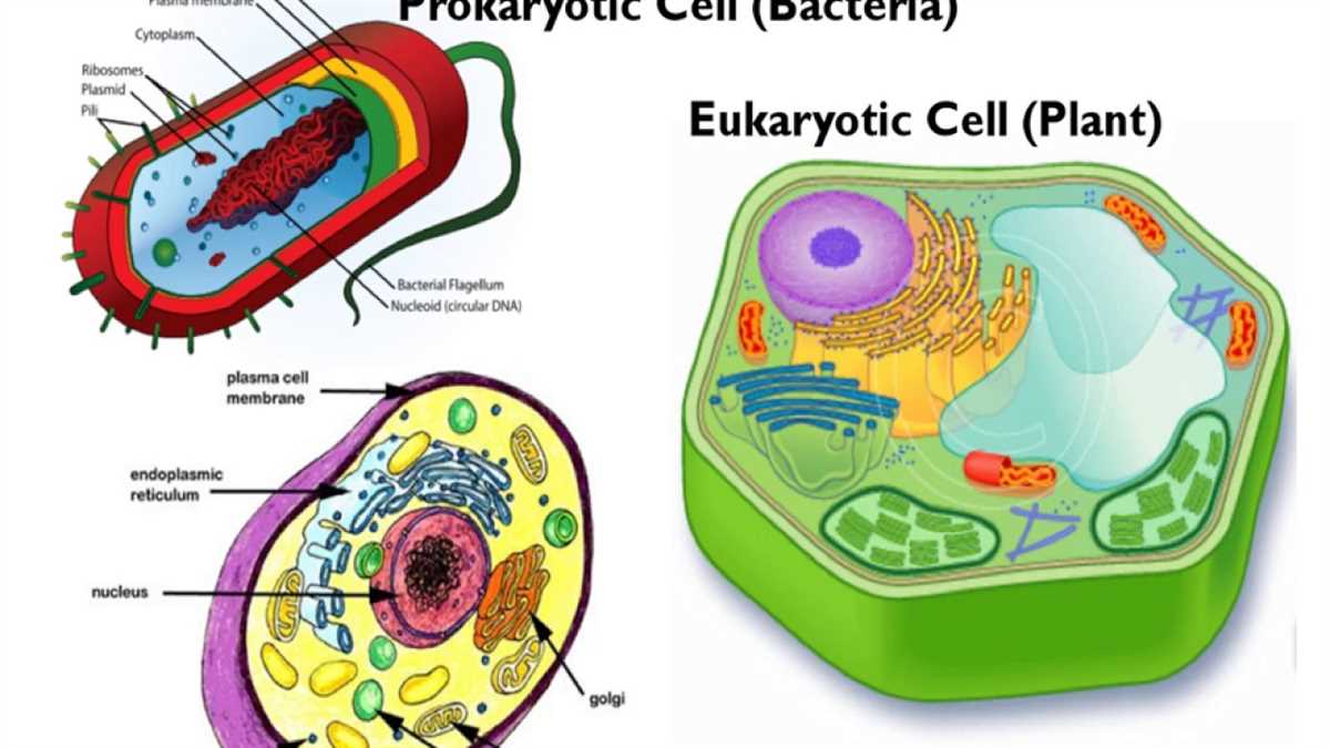 What is the Cell Theory and who developed it?
