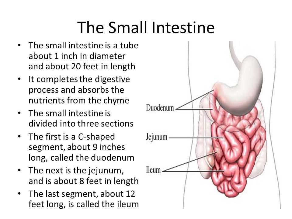 Structure of the Small Intestine