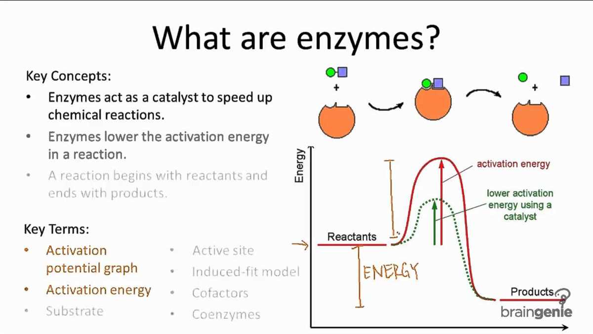 Chapter 2 lesson 4 chemical reactions and enzymes answer key