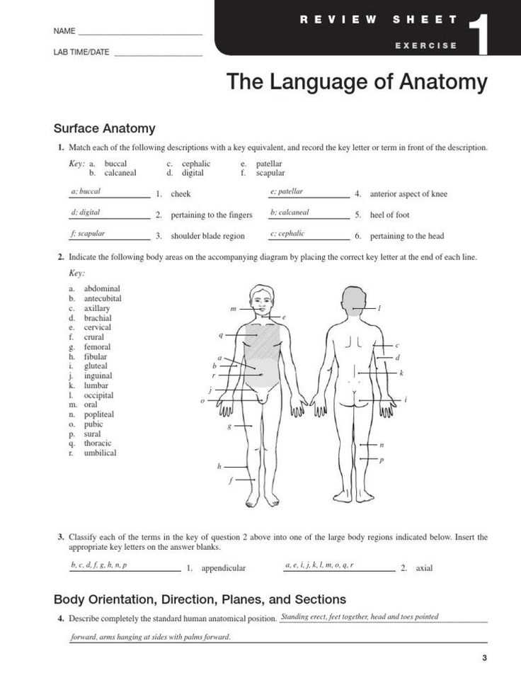 Anatomy and Physiology Worksheet Answers