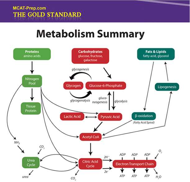 Overview of Metabolism