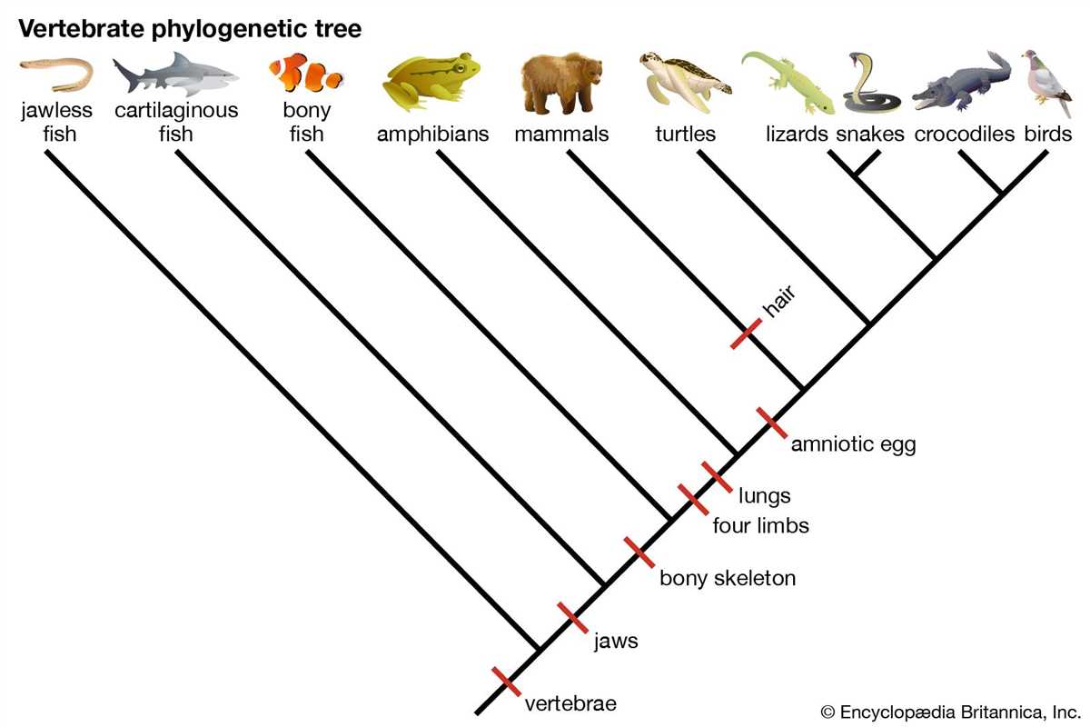 Why is sequence alignment important in creating accurate phylogenetic trees?