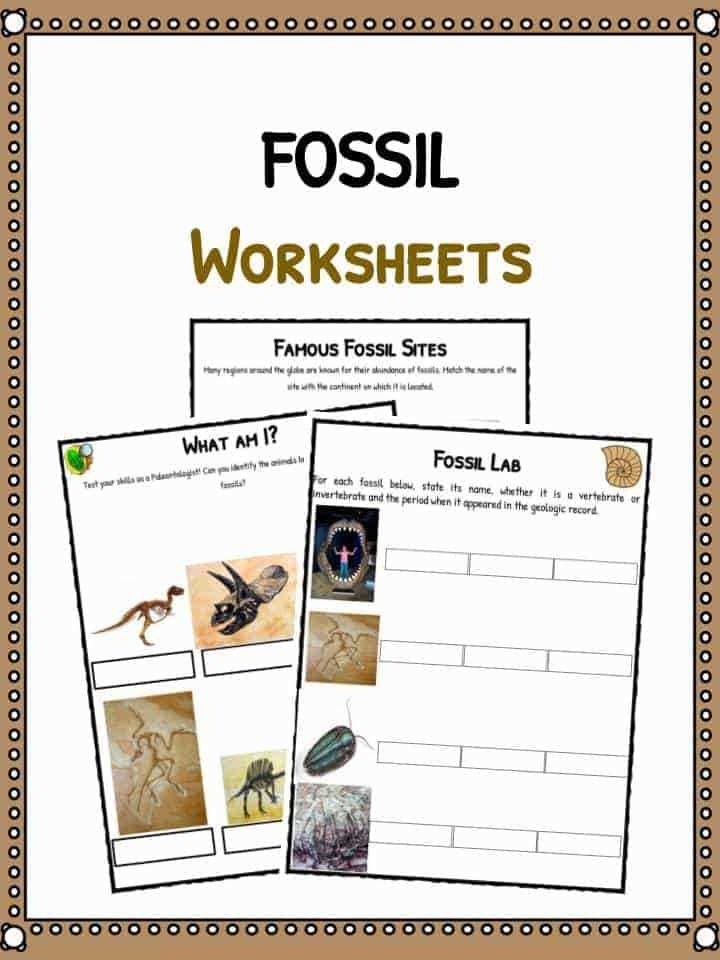 The Importance of Fossil Worksheets