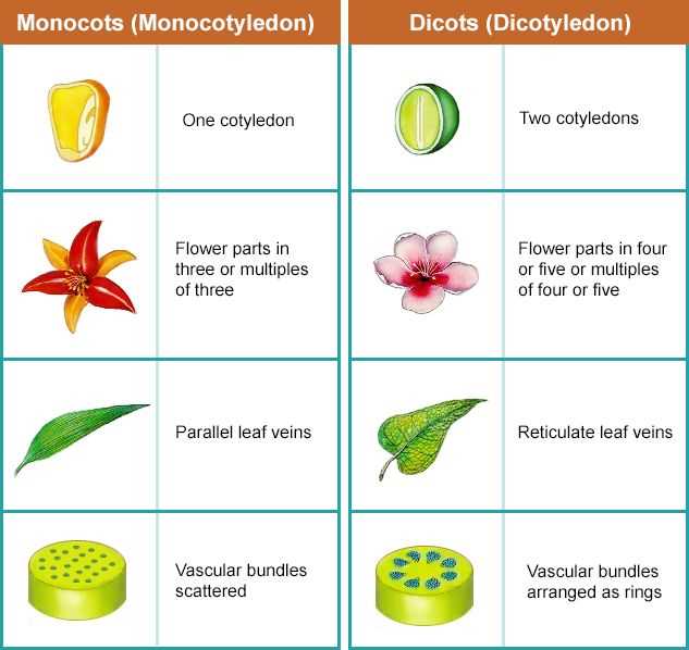 Key Characteristics of Monocots: Identifying the Answers