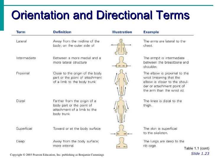 Directional terminology worksheet answers