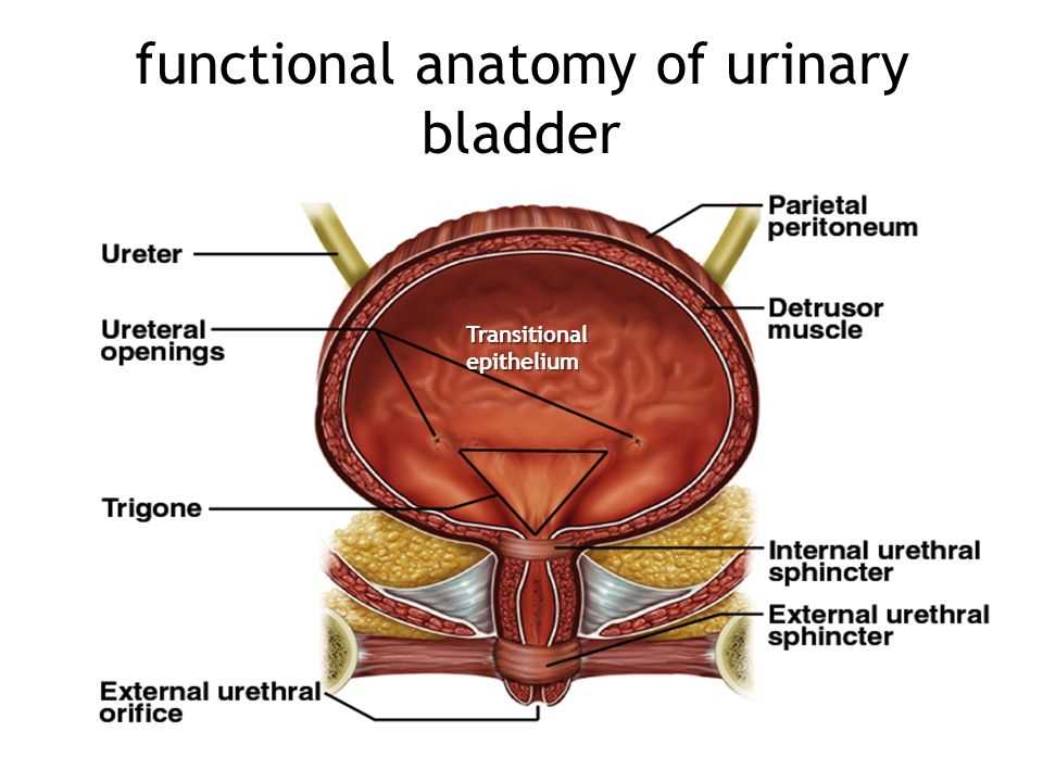Importance of visually examining the urinary bladder