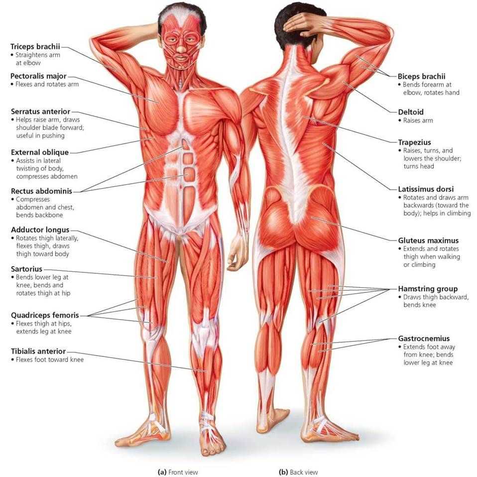 Importance of Human Anatomy and Physiology Lab Manual Exercise 6 Answers