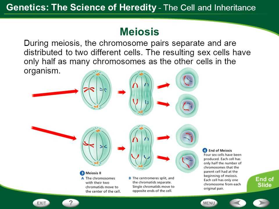 Interactive science cells and heredity answer key