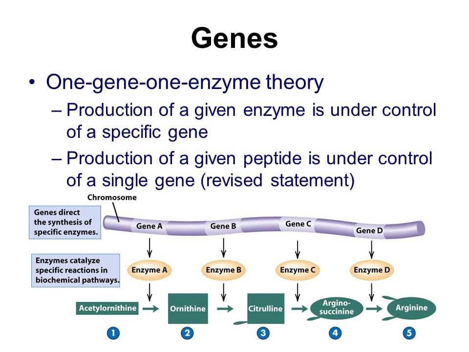 Importance of Genes and Variations