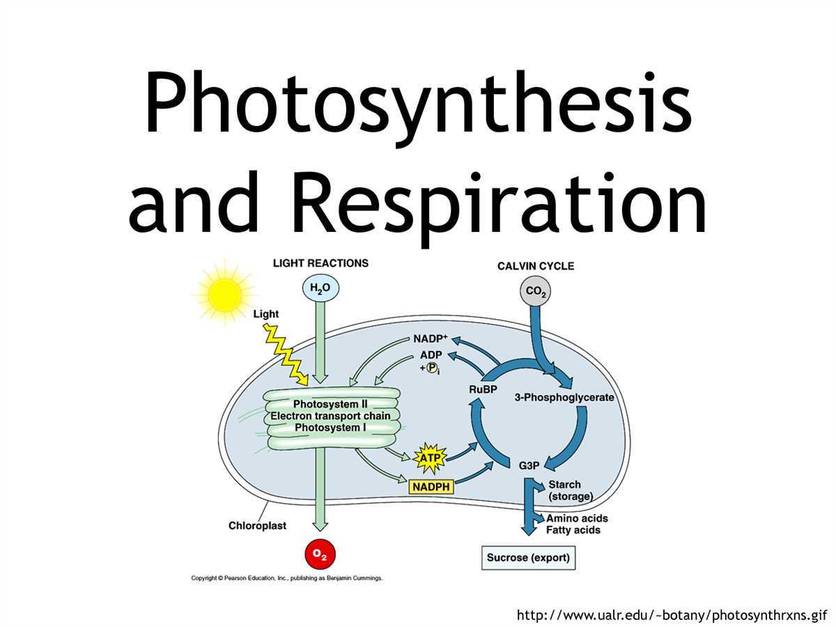 Mastering biology photosynthesis answers