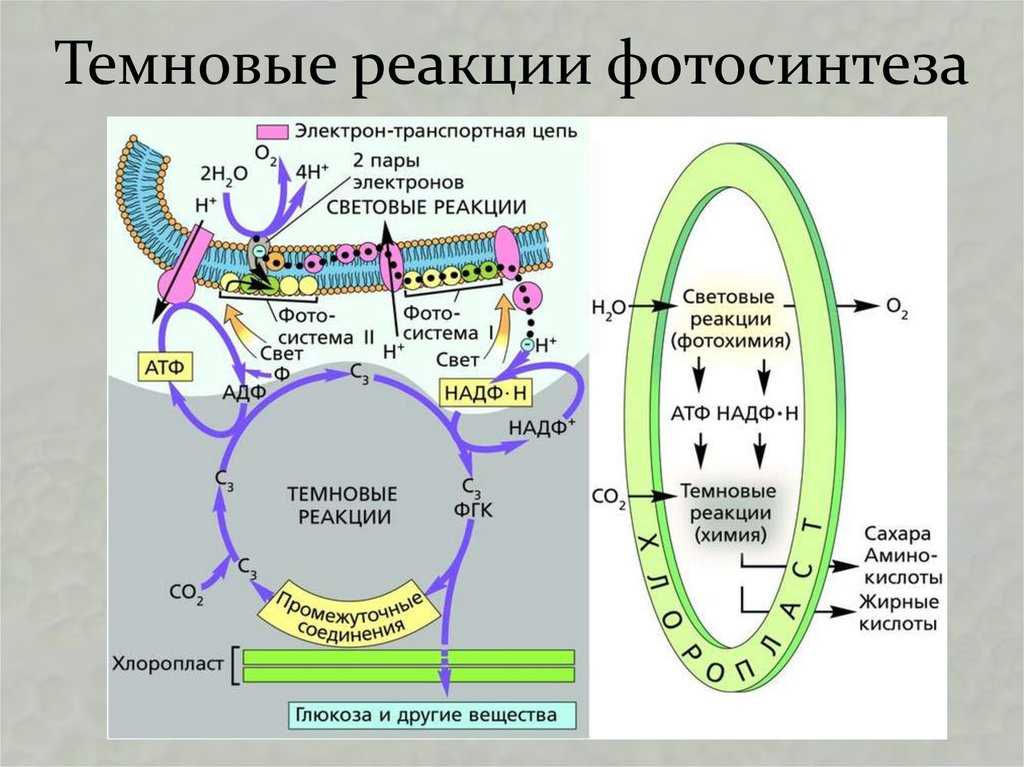 Photosynthesis vs. Cellular Respiration