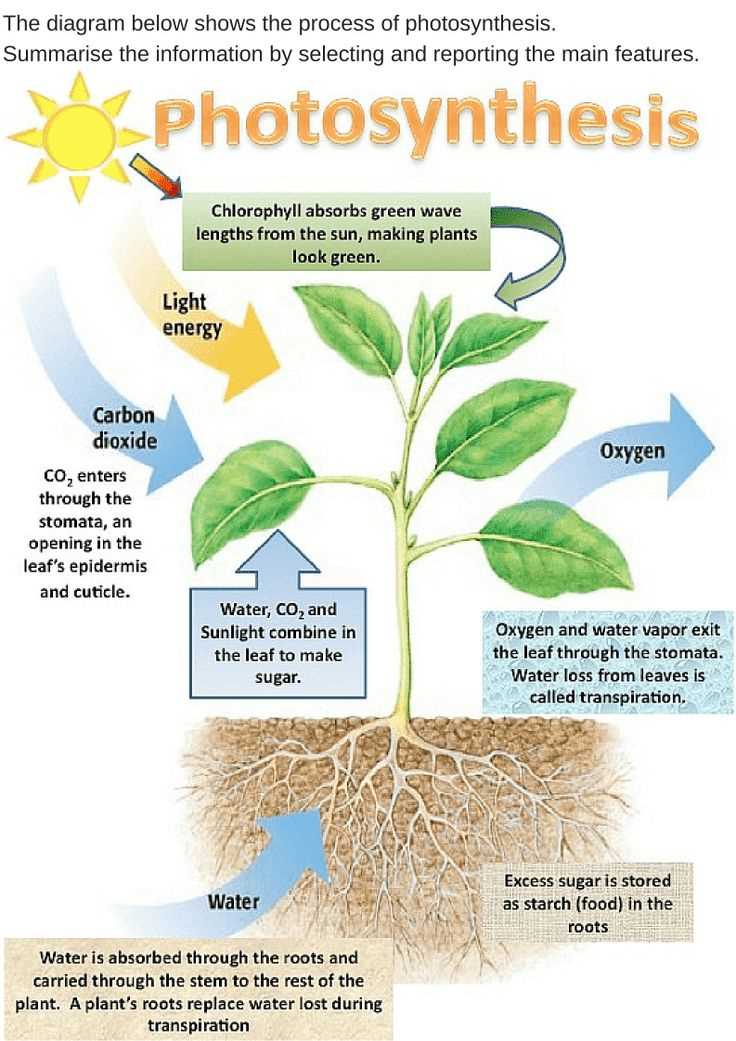 3. Can photosynthesis occur without sunlight?