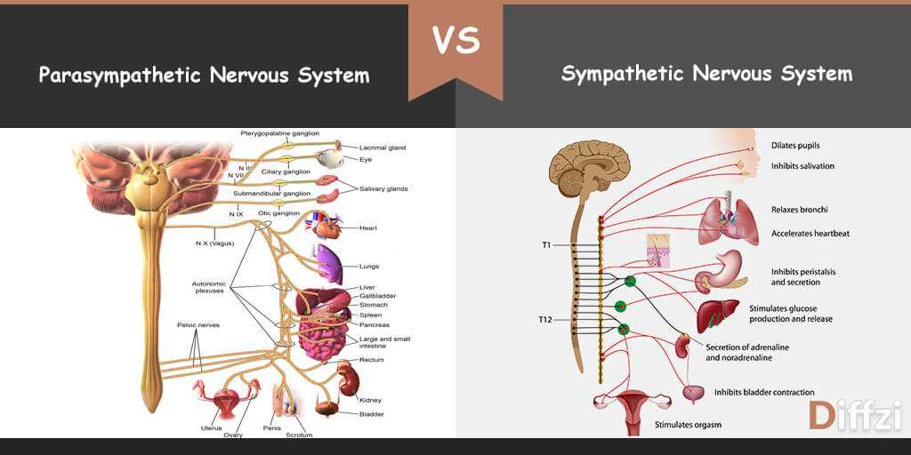 Peripheral Nervous System: Nerves and Sensory Organs