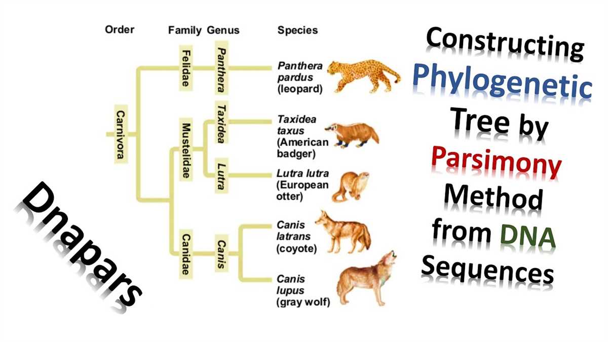 How are DNA sequences used to create phylogenetic trees?