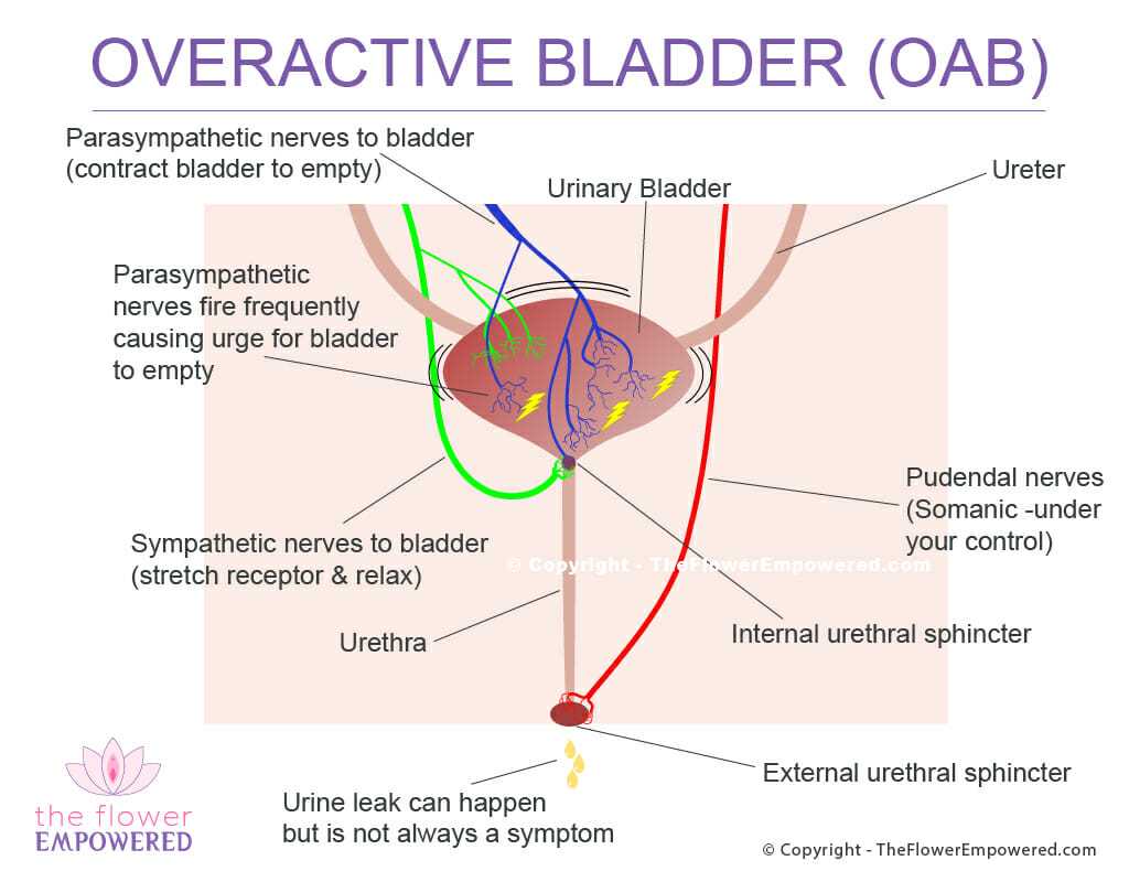 Process of visually examining the urinary bladder
