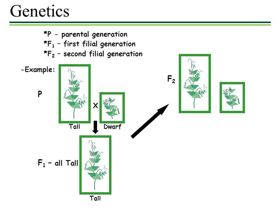 Student exploration fast plants 1 growth and genetics answer key