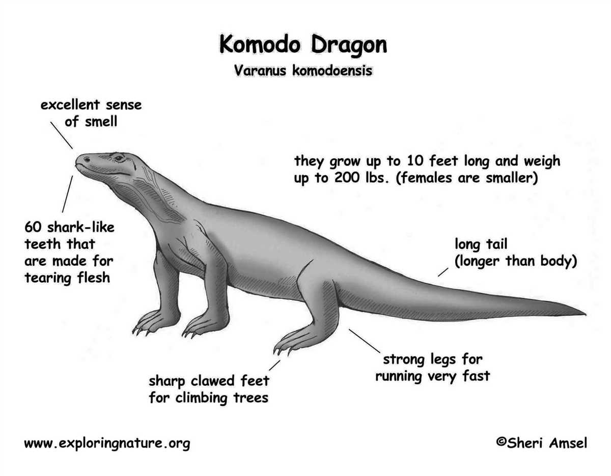 The Komodo Dragon's Habitat