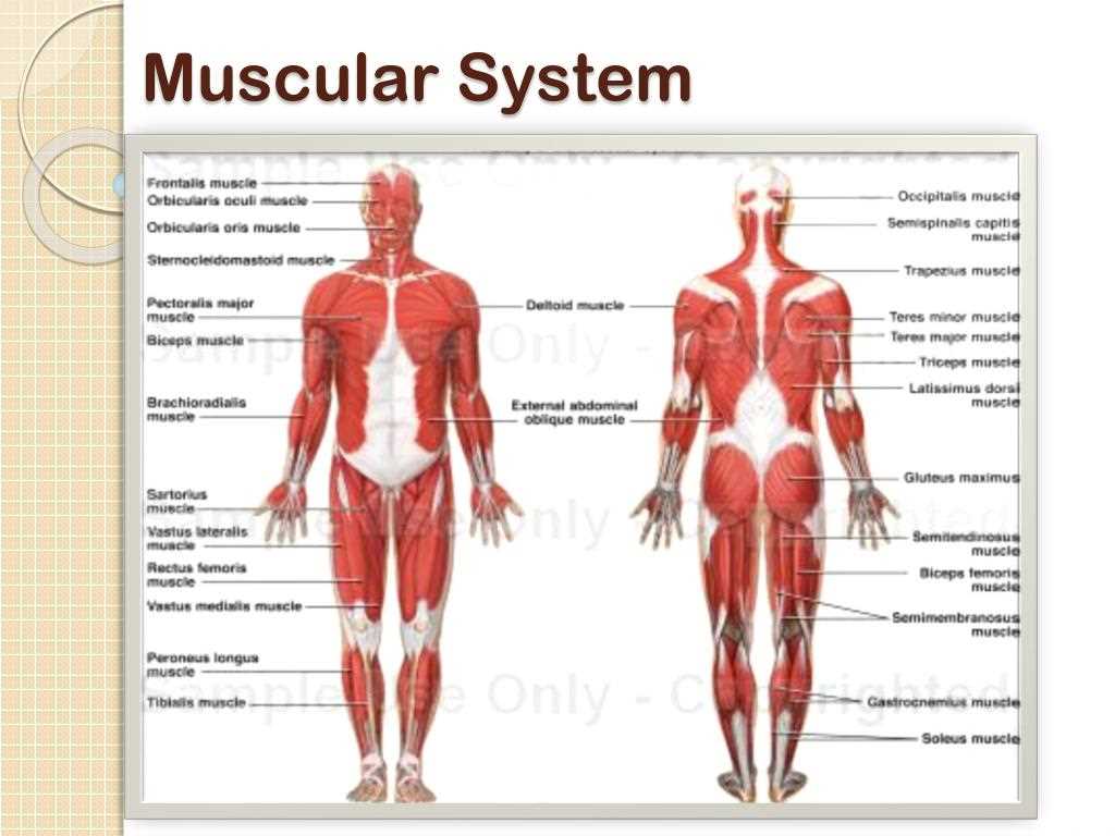 Skeletal Muscles: