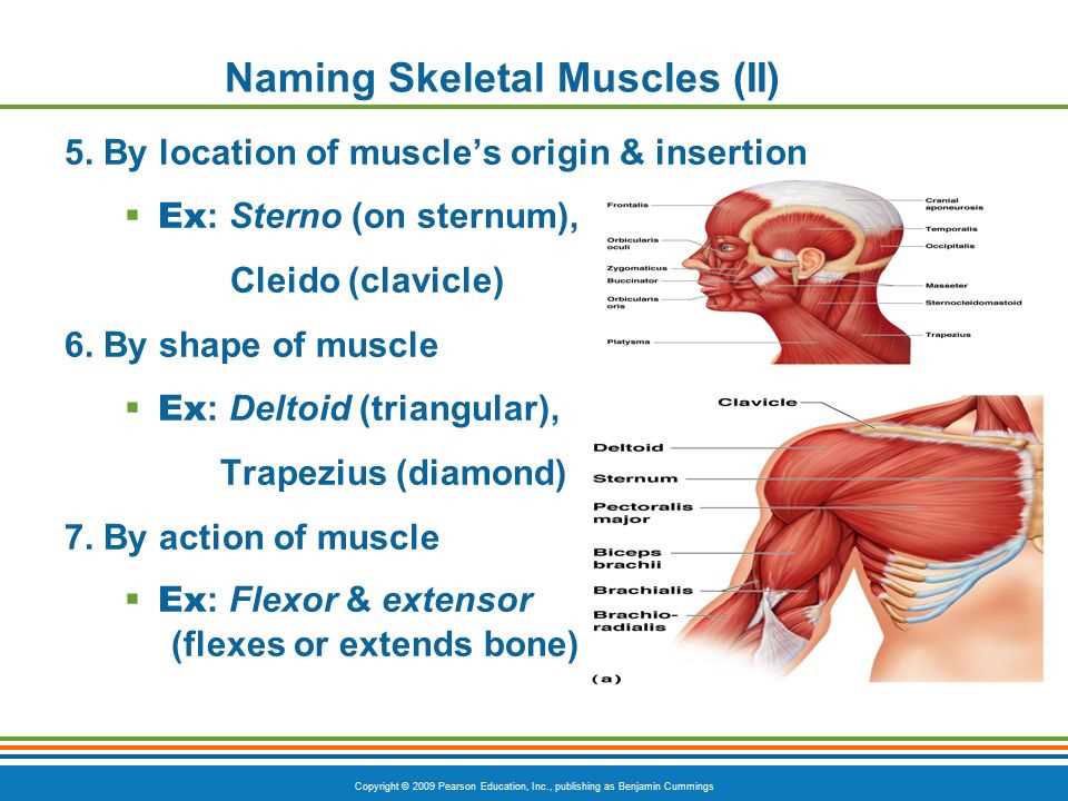 The muscular system haspi answer key