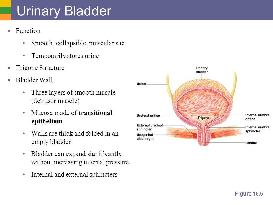 What is the urinary bladder?