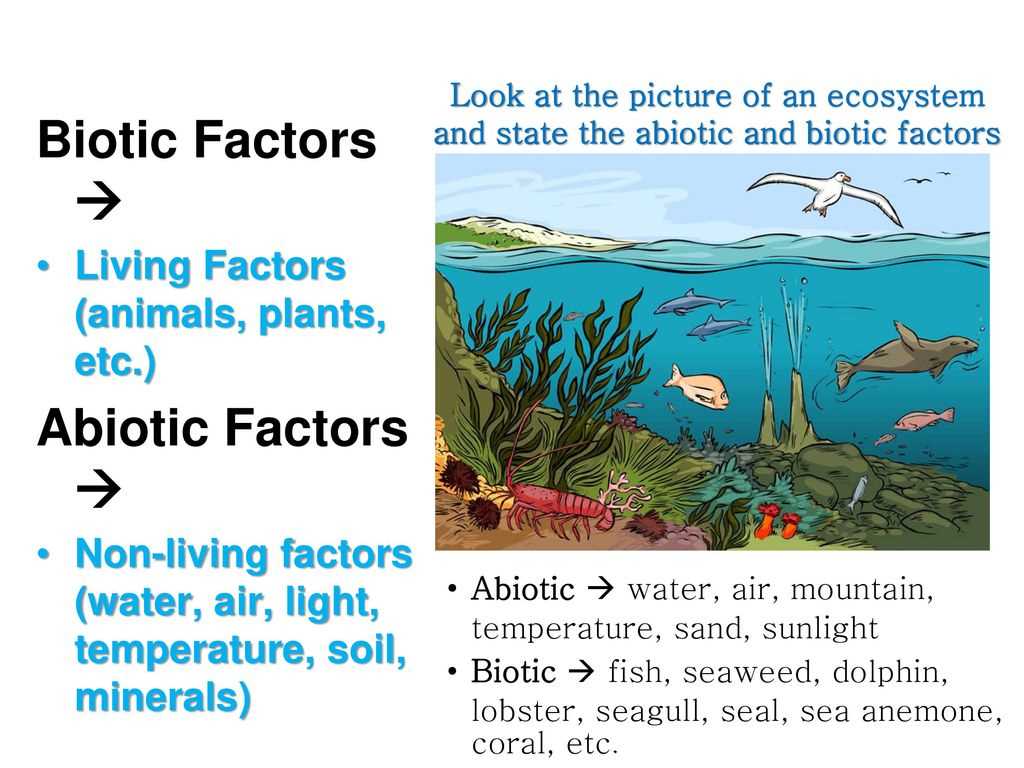 Biotic Factors that Contribute to Coral Reef Growth