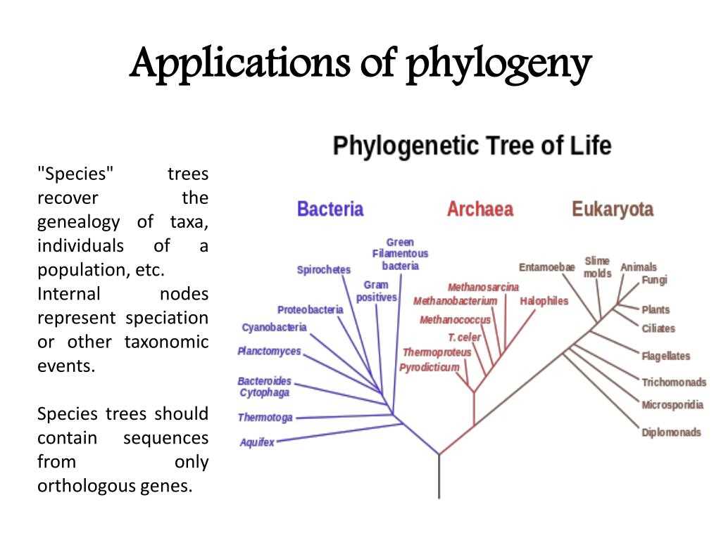 Creating phylogenetic trees from dna sequences worksheet answers