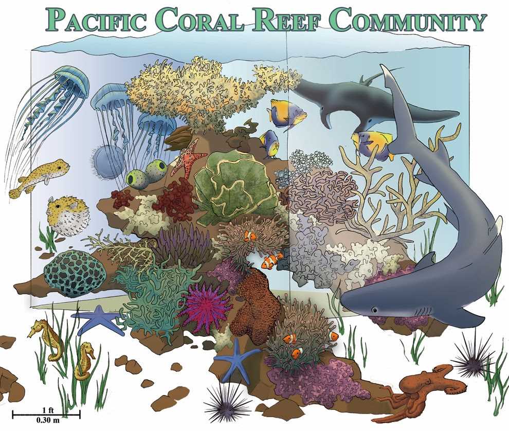 Coral reefs 2 biotic factors answers